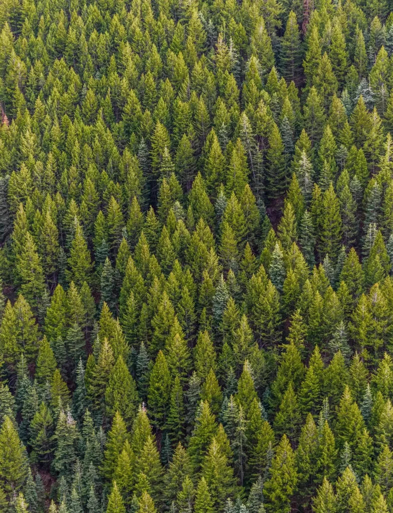 A high-angle view of a lush, vibrant pine forest, showcasing nature's beauty from above.