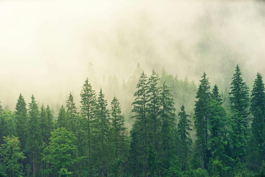 A tranquil misty forest landscape with dense green trees and foggy atmosphere.